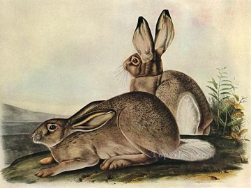 動物 Painting - オジロウサギ
